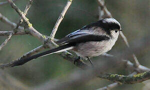 Long-tailed Tit