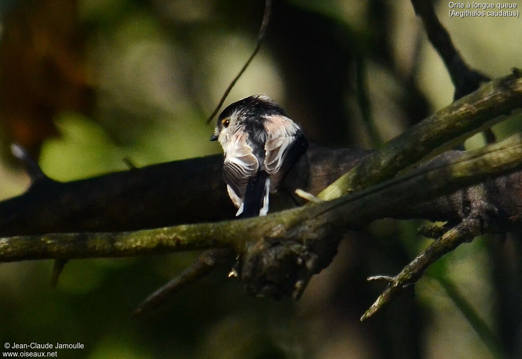 Long-tailed Tit