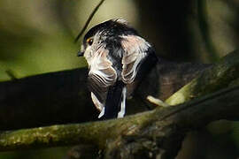 Long-tailed Tit