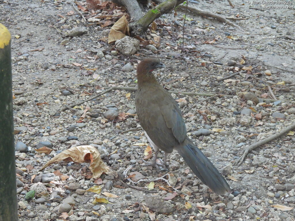 Rufous-vented Chachalacaimmature