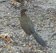 Rufous-vented Chachalaca