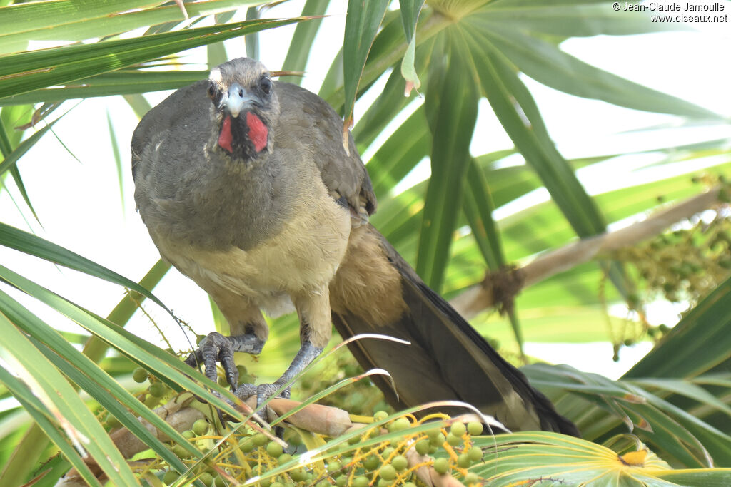 Plain Chachalaca, feeding habits