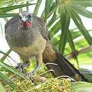 Ortalide chacamel