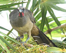 Plain Chachalaca