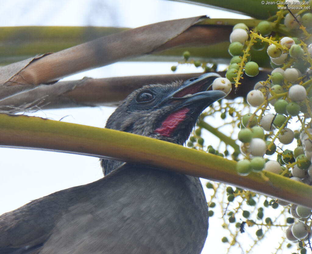 Plain Chachalaca, feeding habits, eats