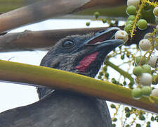 Plain Chachalaca