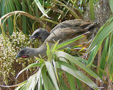 Plain Chachalaca