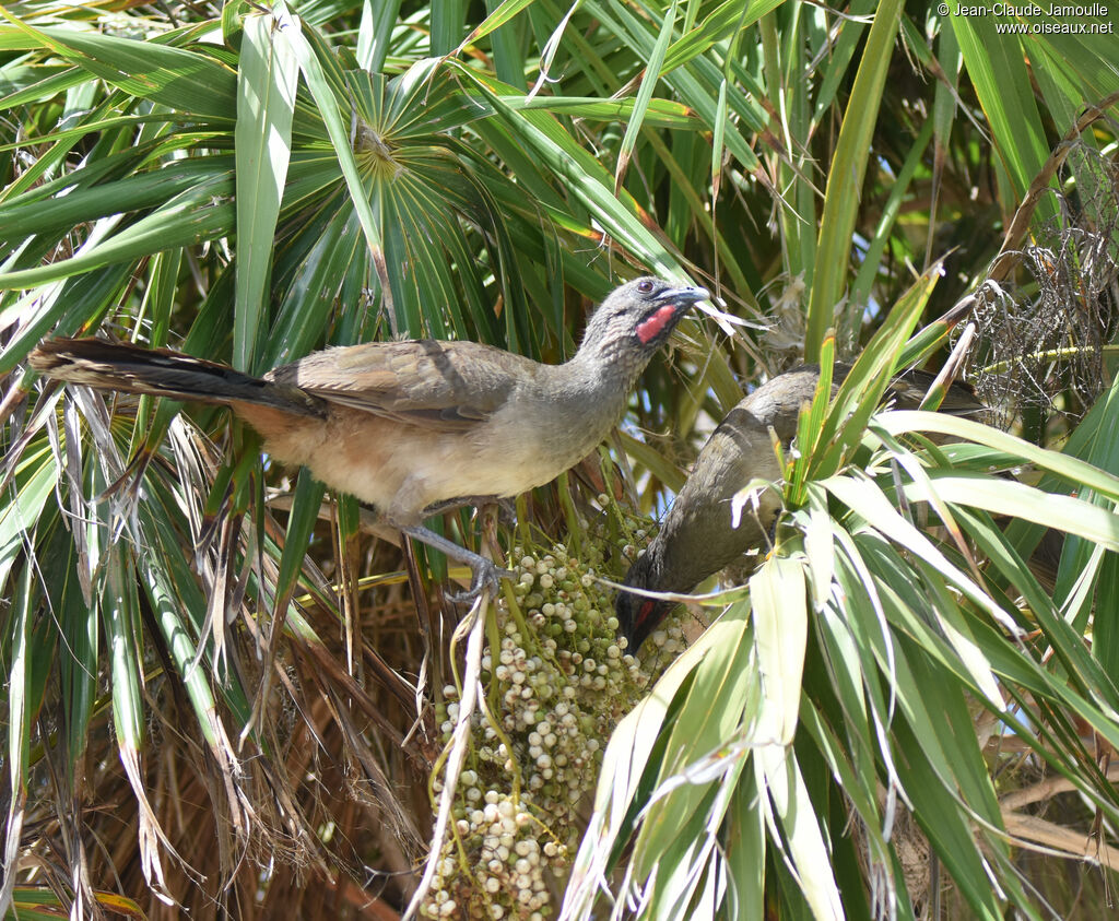 Ortalide chacamel, régime, mange