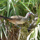 Ortalide chacamel