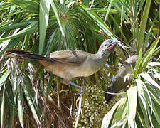 Plain Chachalaca