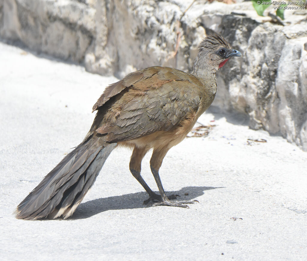 Plain Chachalacaadult