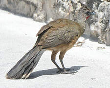 Plain Chachalaca