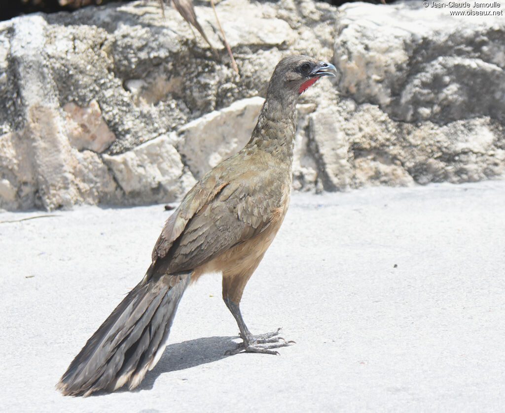 Plain Chachalaca