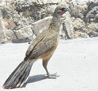 Plain Chachalaca