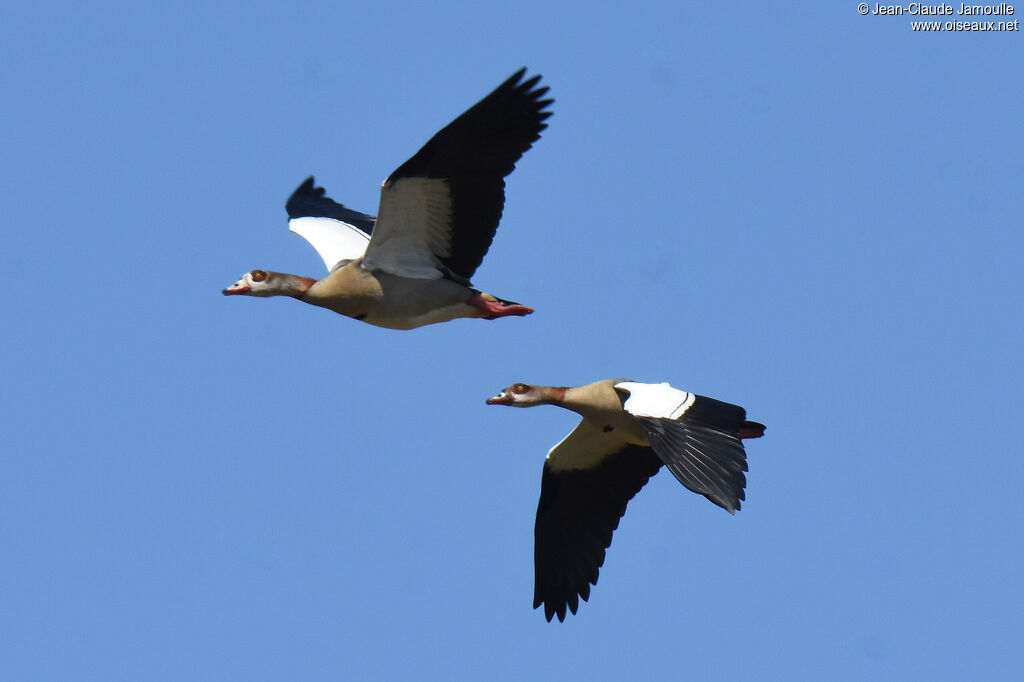 Egyptian Goose