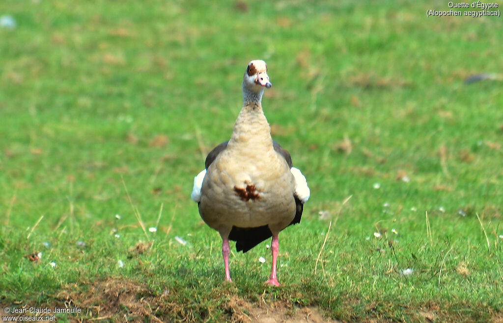 Egyptian Gooseadult