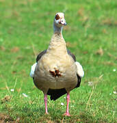 Egyptian Goose