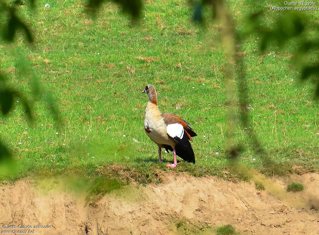 Egyptian Gooseadult