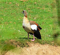 Egyptian Goose