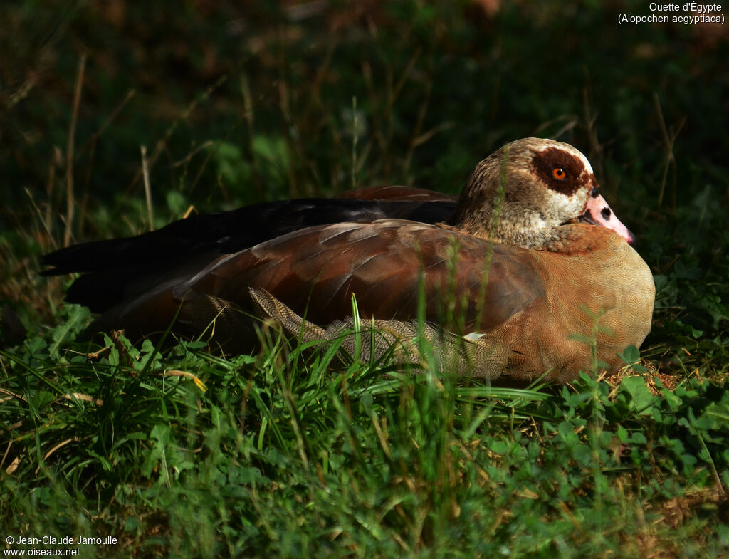 Egyptian Goose