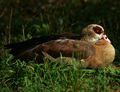 Egyptian Goose