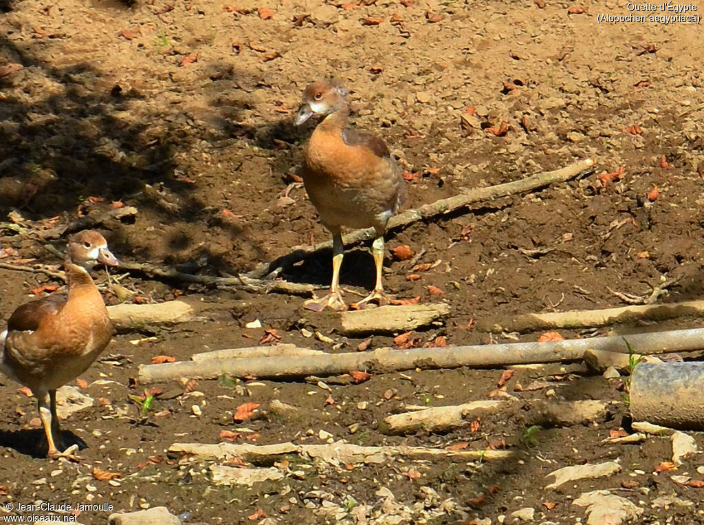 Egyptian Goosejuvenile