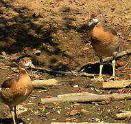 Egyptian Goose