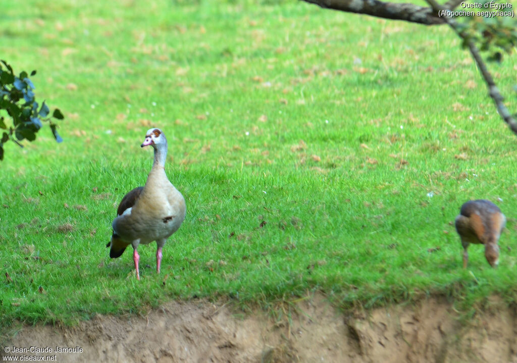 Egyptian Gooseadult