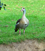 Egyptian Goose