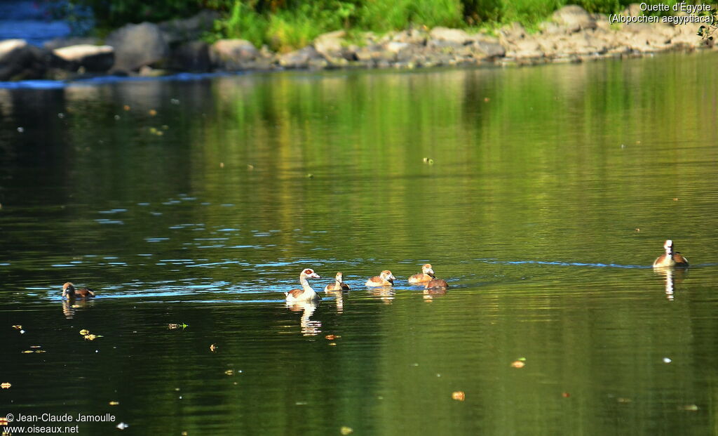 Egyptian Gooseadult, Behaviour