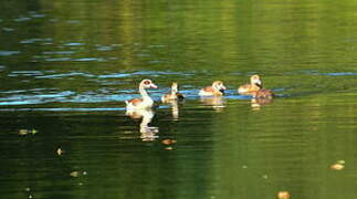 Egyptian Goose