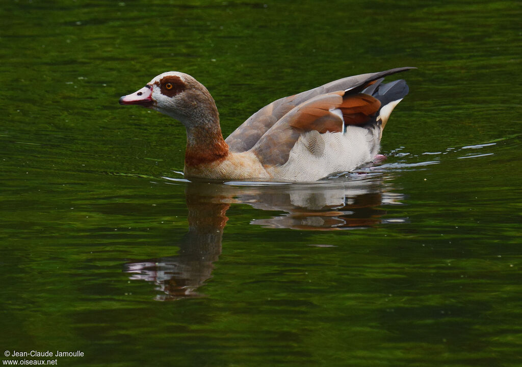 Egyptian Gooseadult