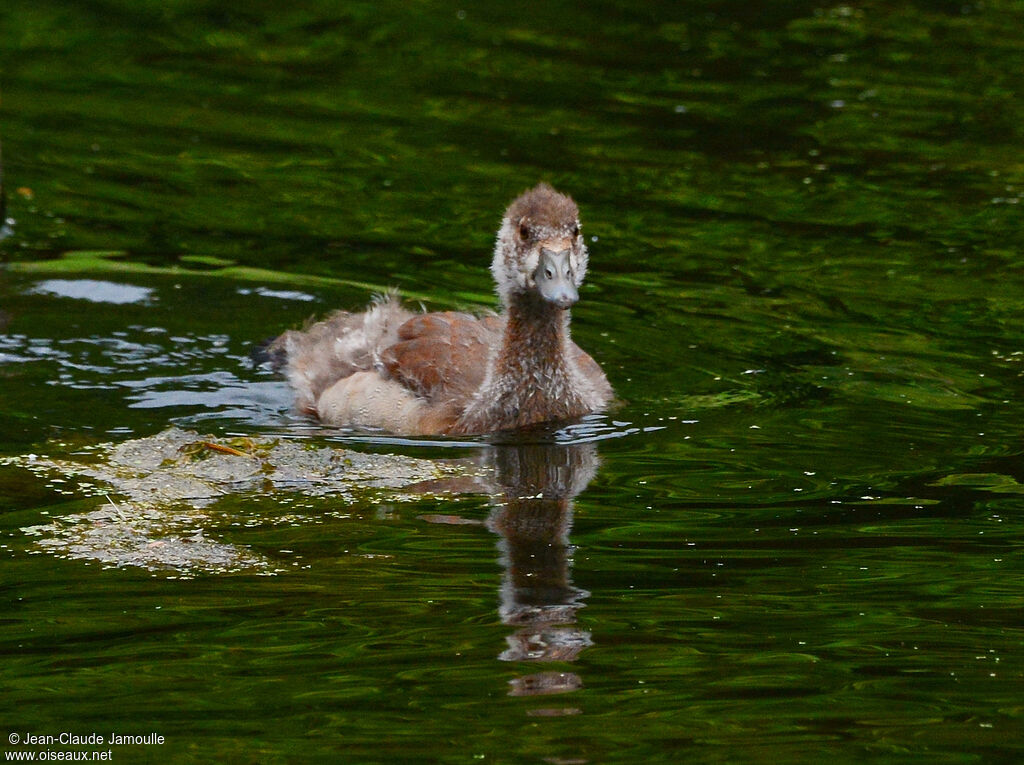 Egyptian Goosejuvenile