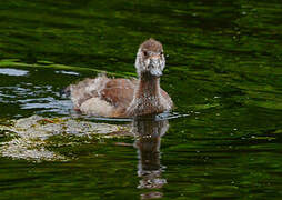 Egyptian Goose