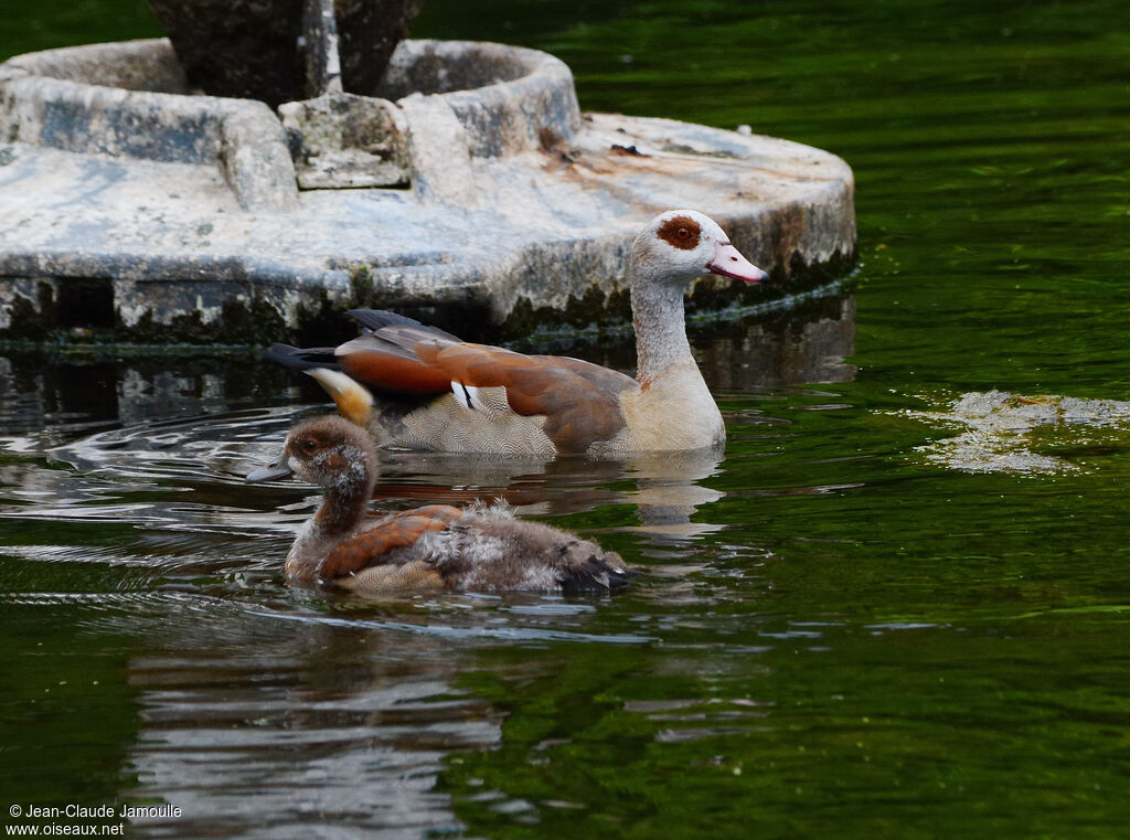 Egyptian Goose