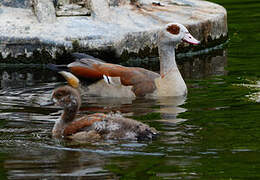 Egyptian Goose