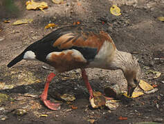 Orinoco Goose