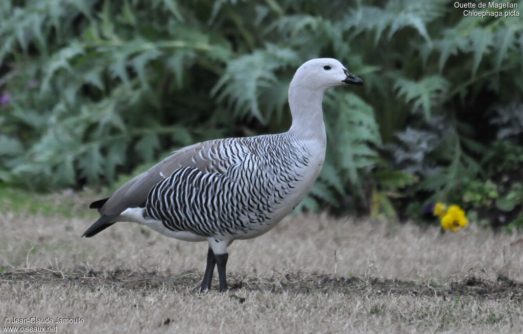 Upland Goose male adult