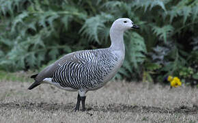 Upland Goose