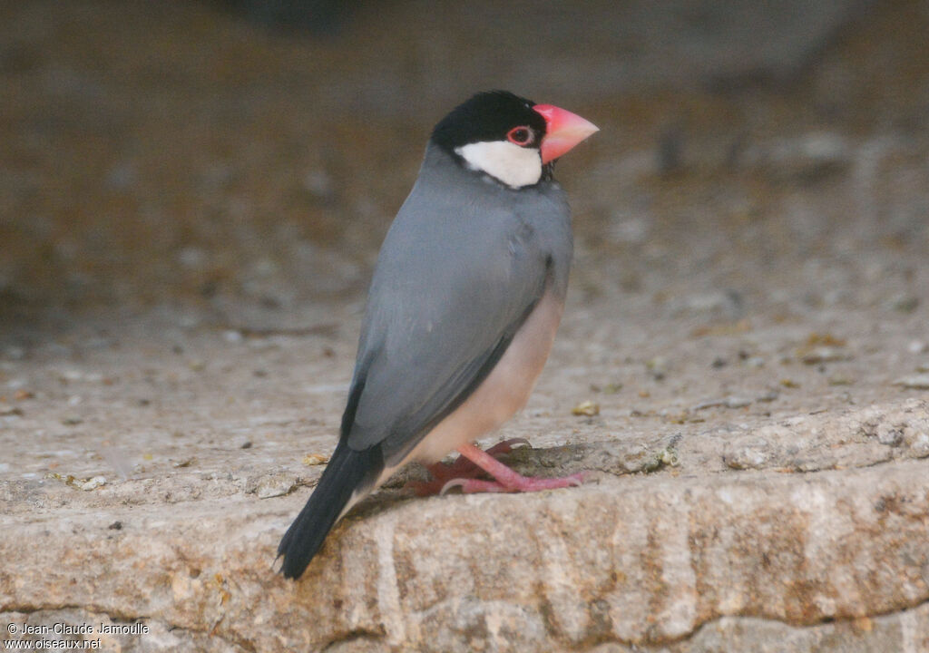 Java Sparrow