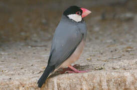 Java Sparrow