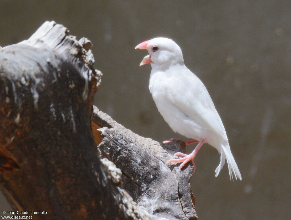 Java Sparrow