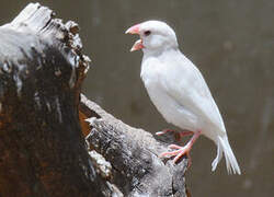 Java Sparrow