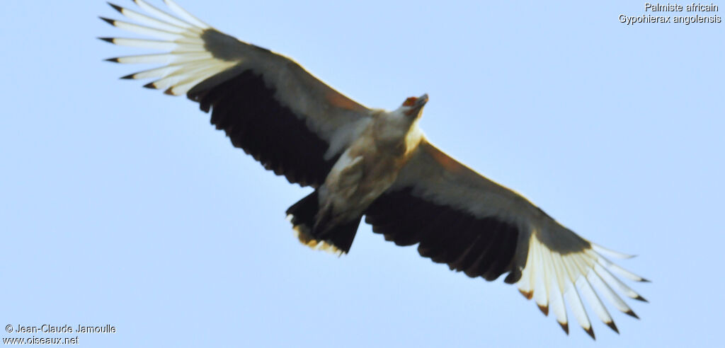 Palm-nut Vulture, Flight