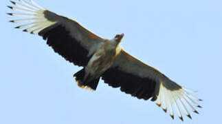 Palm-nut Vulture