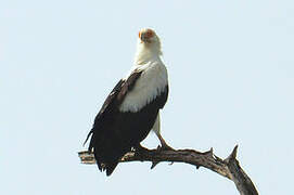 Palm-nut Vulture