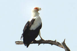 Palm-nut Vulture