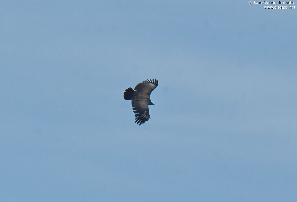 Palm-nut Vultureimmature