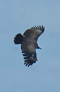 Palm-nut Vulture