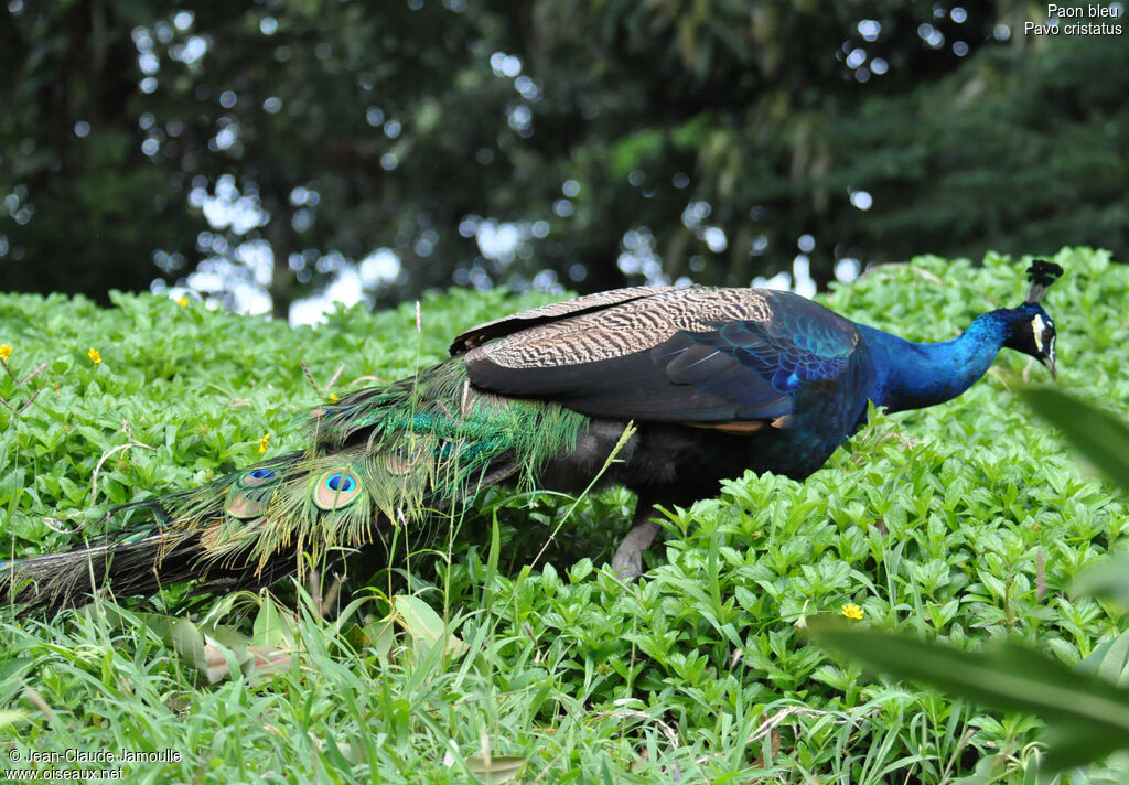 Indian Peafowl male adult